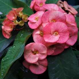植物 自然  绿色 花朵