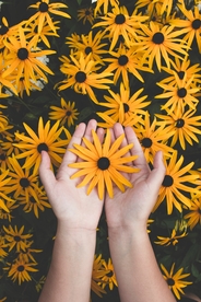 手中的菊花