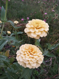 黄色的花