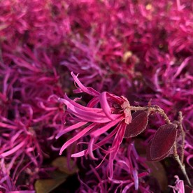 红花檵木