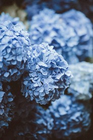 绣球花蓝色