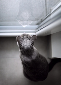 猫猫