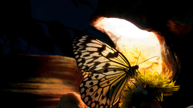 蝴蝶蝶恋花图片