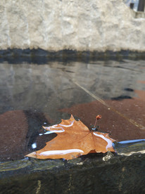 水 落叶 漂浮