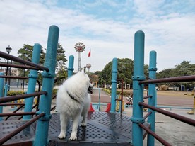 狗狗狗