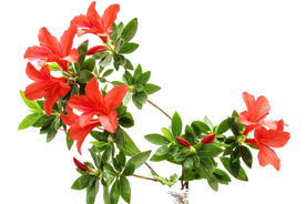 杜鹃花