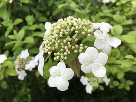 蝴蝶戏珠花