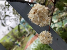 石楠花