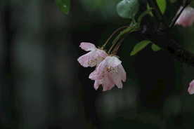 春