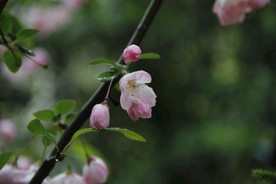 海棠花开