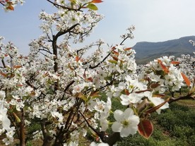 繁花