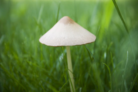 菌类菇