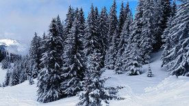 雪树