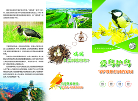 鸟类保护折页 正面