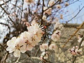 杏花
