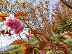 樱花