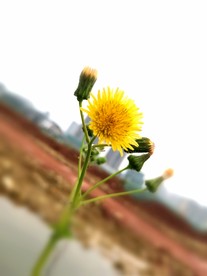 野菊