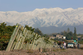 葡萄基地