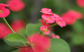 仙人掌仙人掌花图片