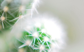 仙人掌仙人掌花图片