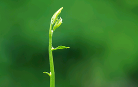 发芽嫩芽绿芽胚芽生长