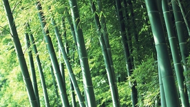 竹子竹叶竹海图片