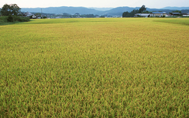 稻田水稻插秧收割图片