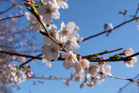 粉色樱花