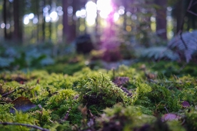 森林草地苔藓青苔紫罗兰