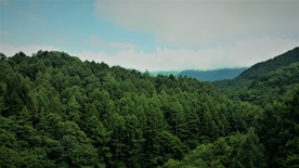 远山森林