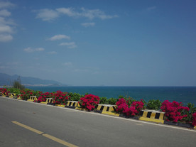 花与海