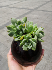厚叶月影