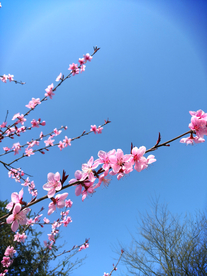 春天桃花