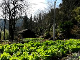 乡村人家