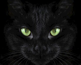 猫 花猫 狸猫 猫咪 萌猫 喵