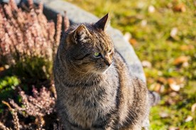 猫 花猫 狸猫 猫咪 萌猫 喵