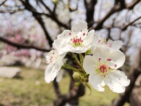 白梨花