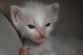 猫 白猫 家猫 土猫 小土猫