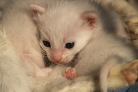 猫 白猫 家猫 土猫 小土猫