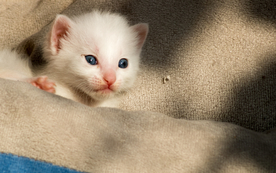 猫 白猫 家猫 土猫 小土猫