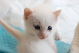 猫 白猫 家猫 土猫 小土猫