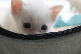 猫 白猫 家猫 土猫 小土猫