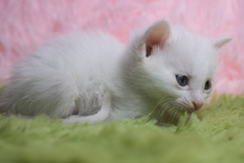 猫 白猫 家猫 土猫 小土猫