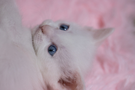 猫 白猫 家猫 土猫 小土猫