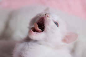 猫 白猫 家猫 土猫 小土猫