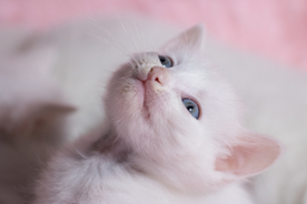 猫 白猫 家猫 土猫 小土猫