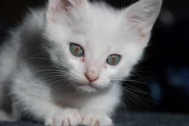 猫 白猫 家猫 土猫 小土猫