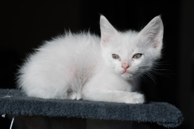 猫 白猫 家猫 土猫 小土猫