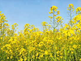 油菜花 油菜地