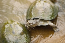水 乌龟 自然 动物 野生 爬